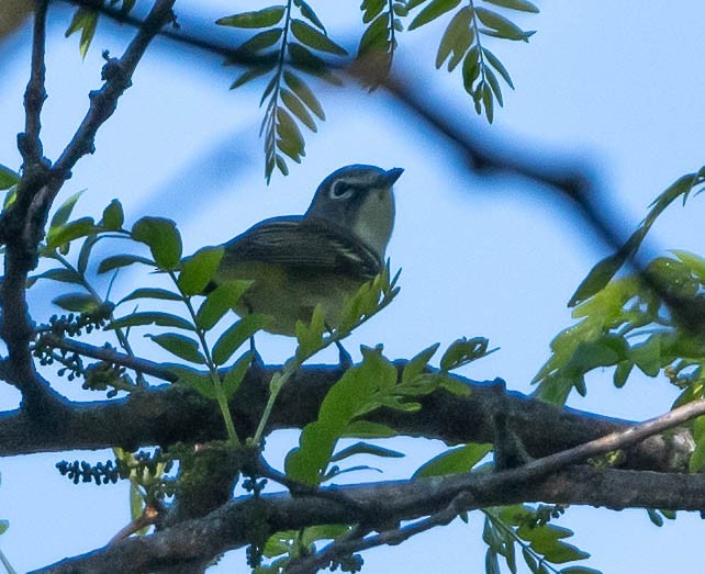 Mavi Başlı Vireo - ML618777223
