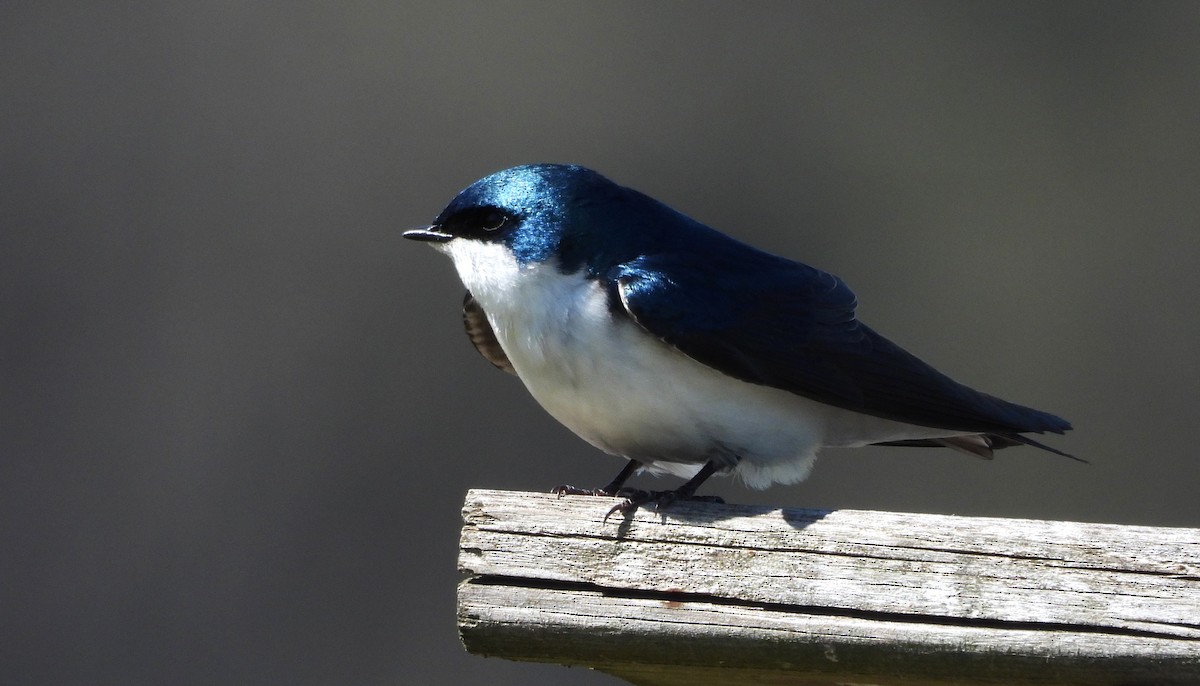 Golondrina Bicolor - ML618777227