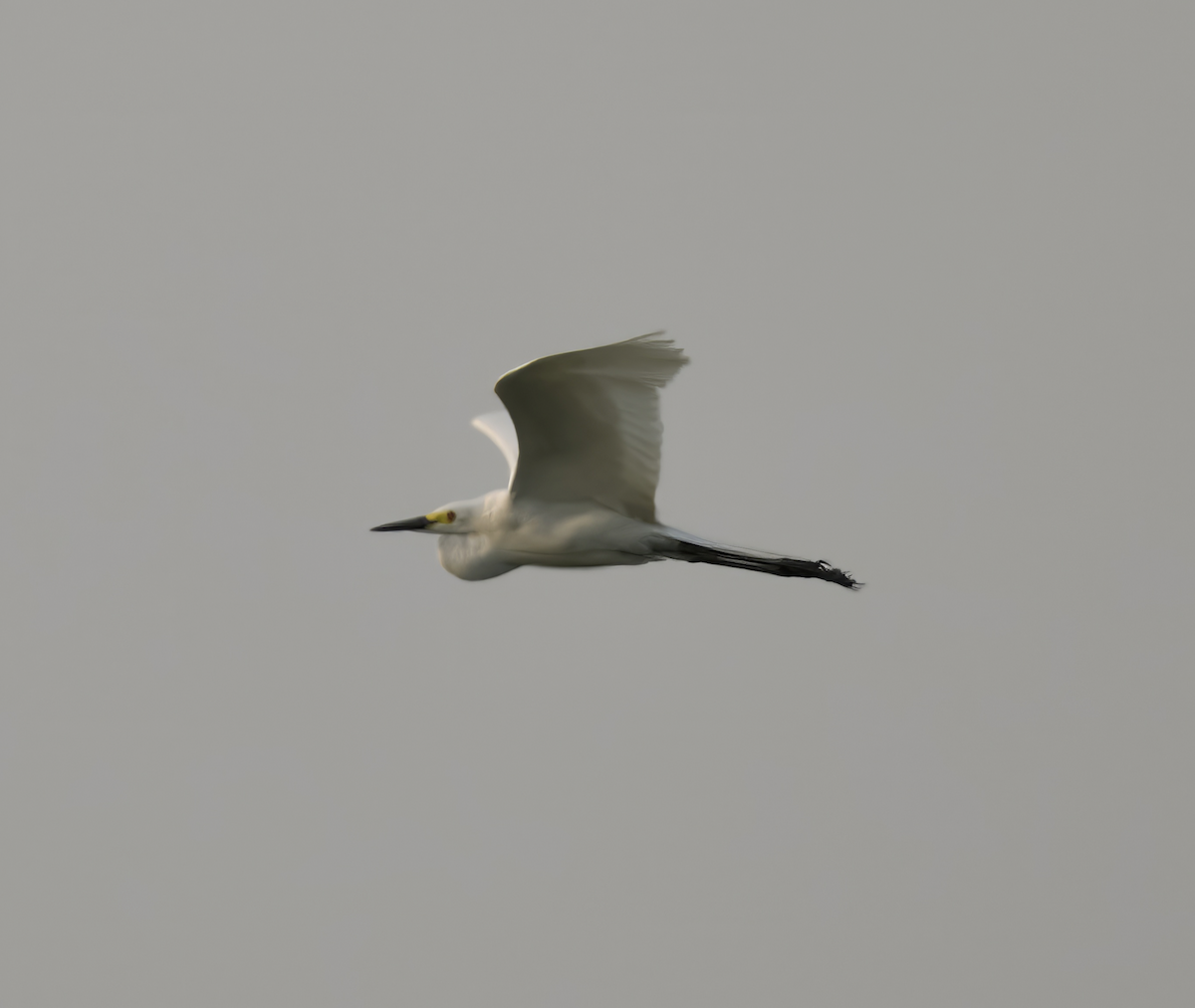 Little Egret - ML618777233