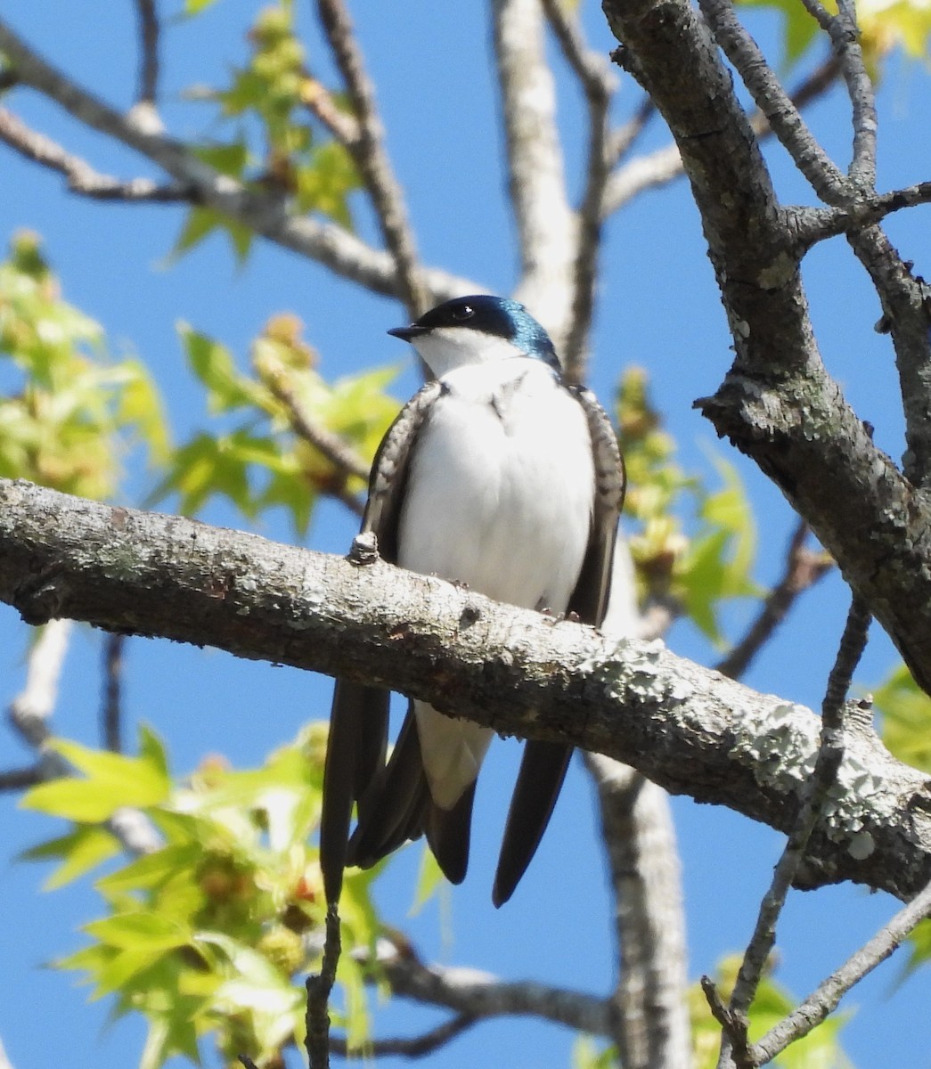 Tree Swallow - ML618777236