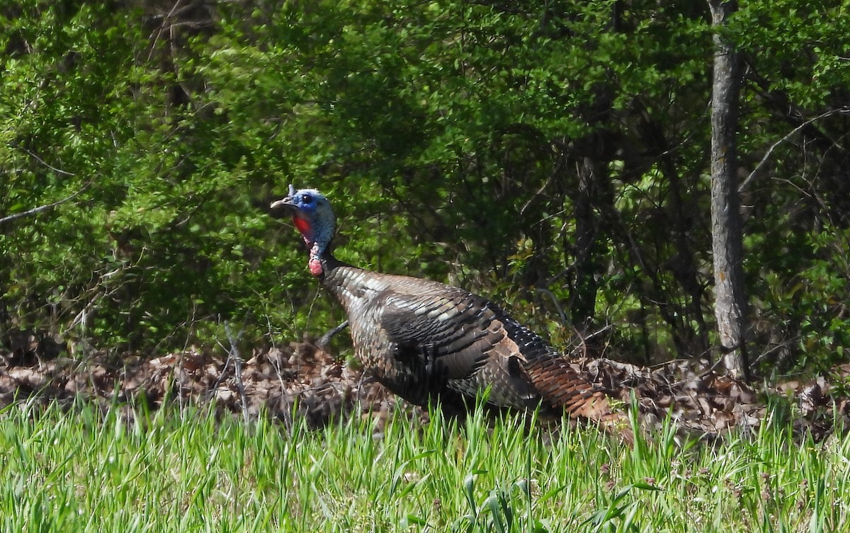 Wild Turkey - William Galloway