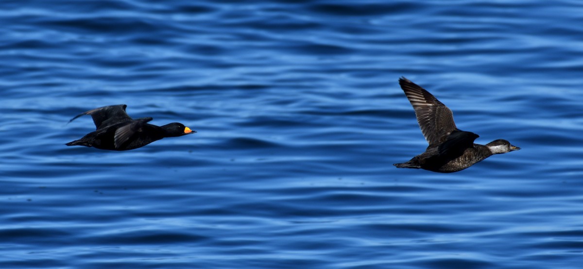 Black Scoter - Dominic Thibeault