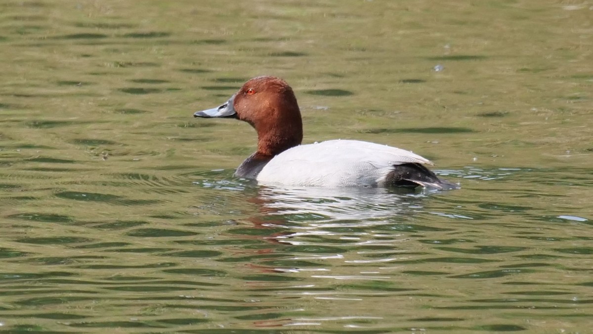 Common Pochard - ML618777257