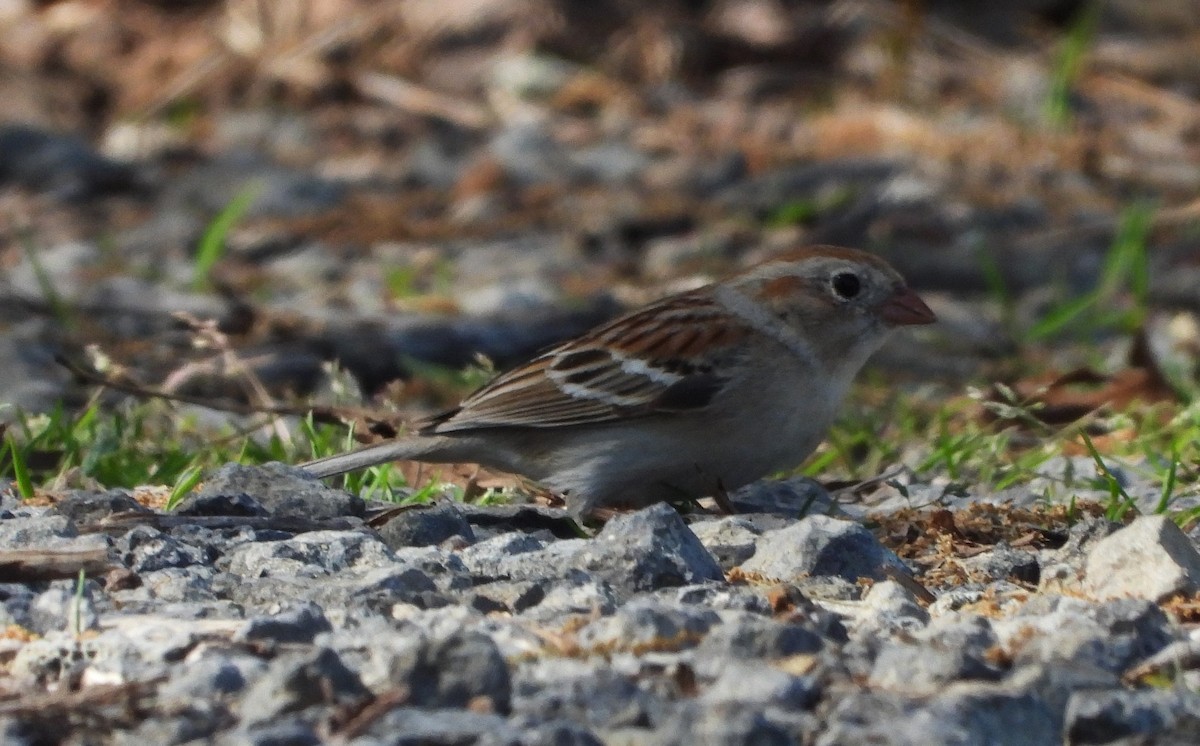 Field Sparrow - ML618777261