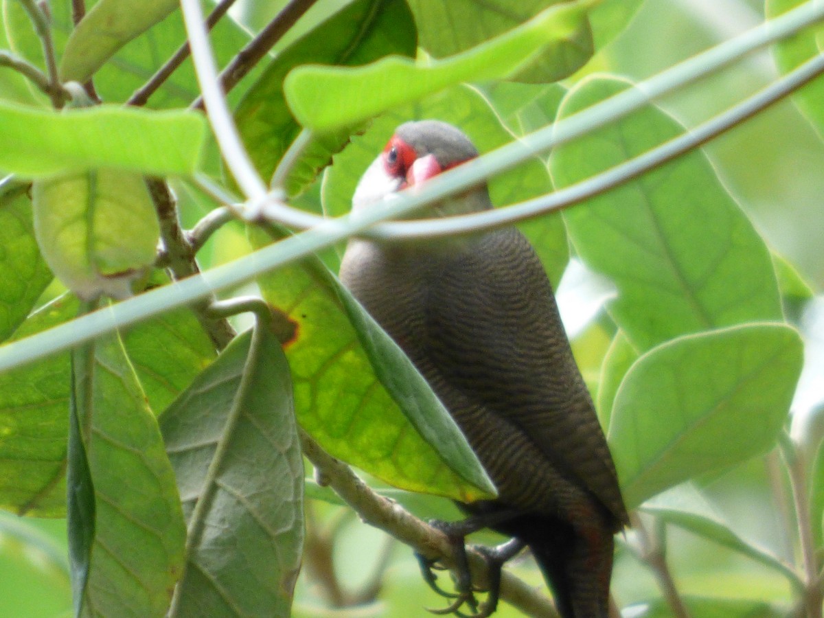 Common Waxbill - Karina Ramkalawan