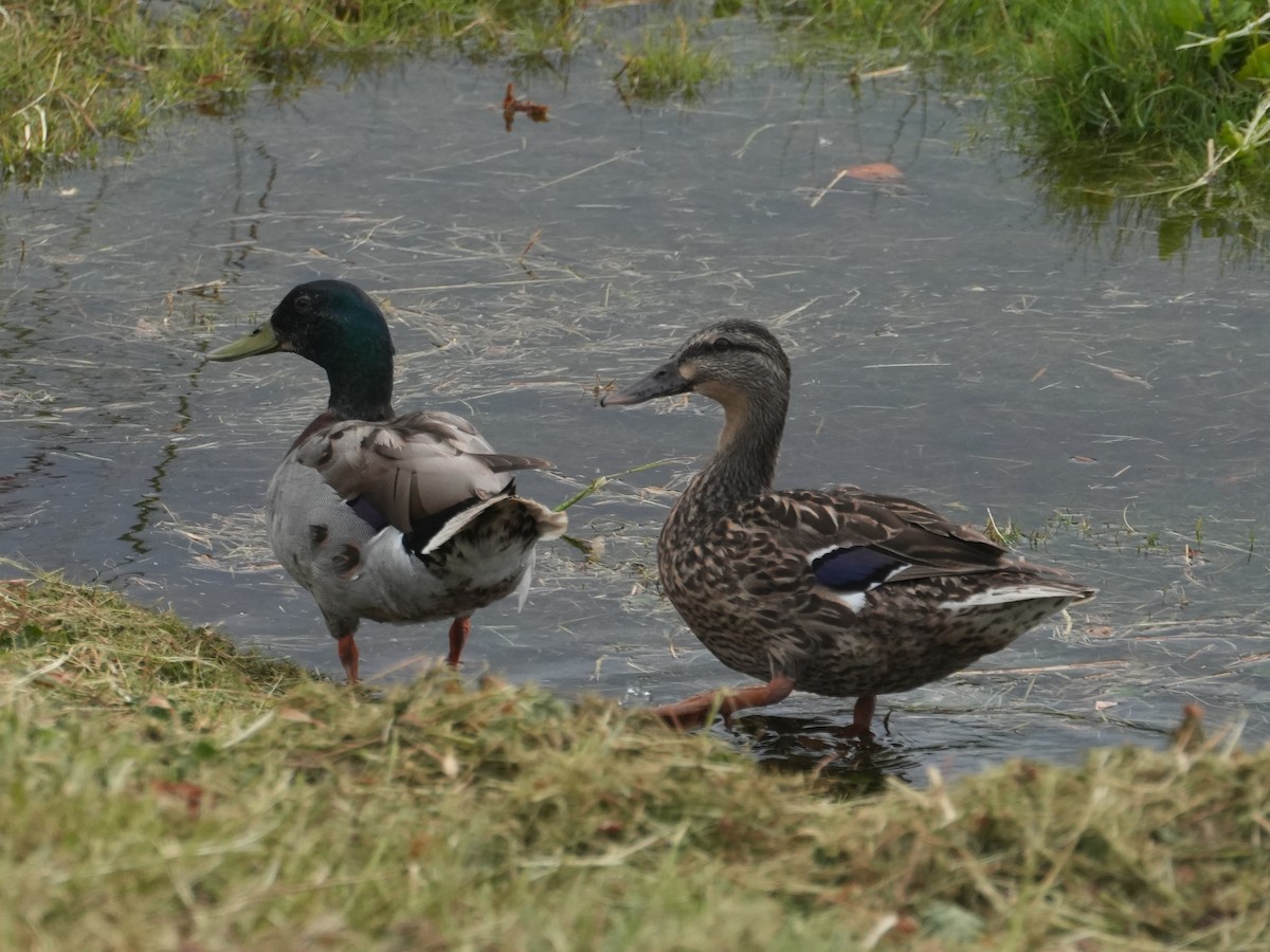 Fehlfarben-Stockente/Hausente - ML618777280