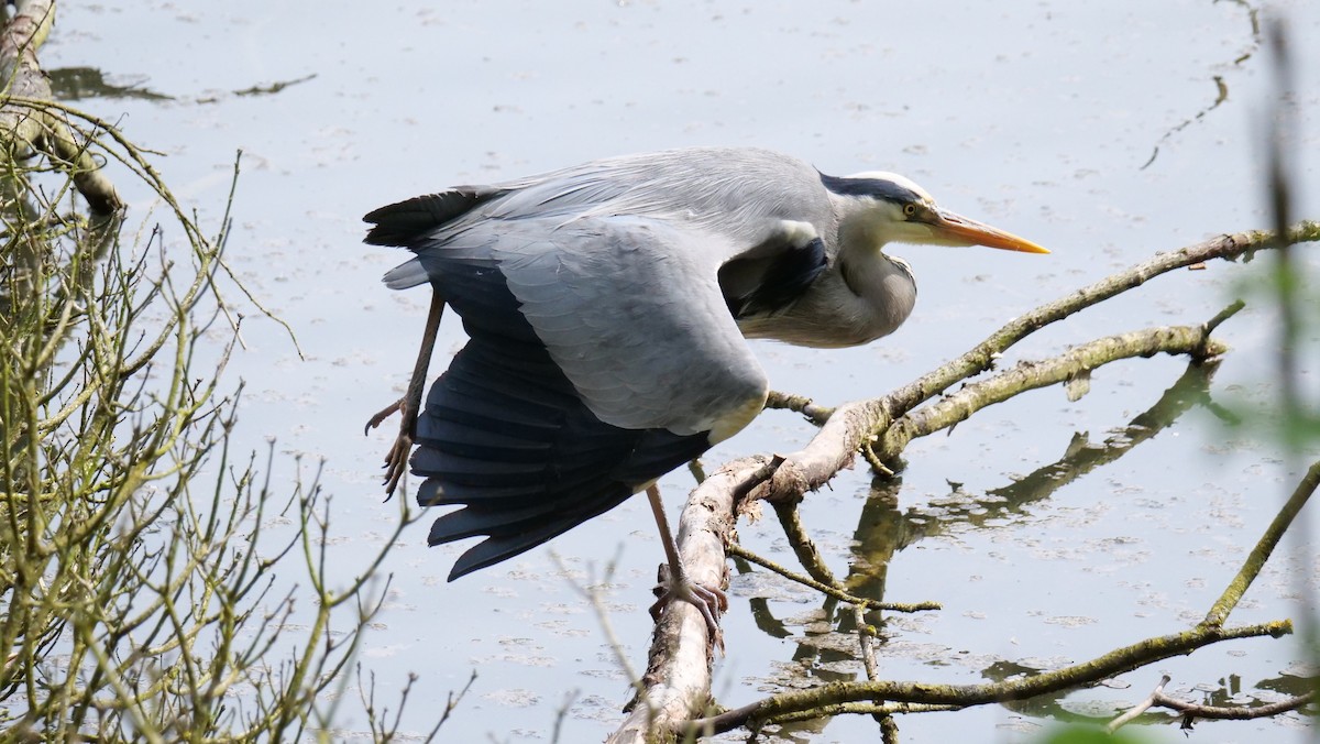 Gray Heron - ML618777282