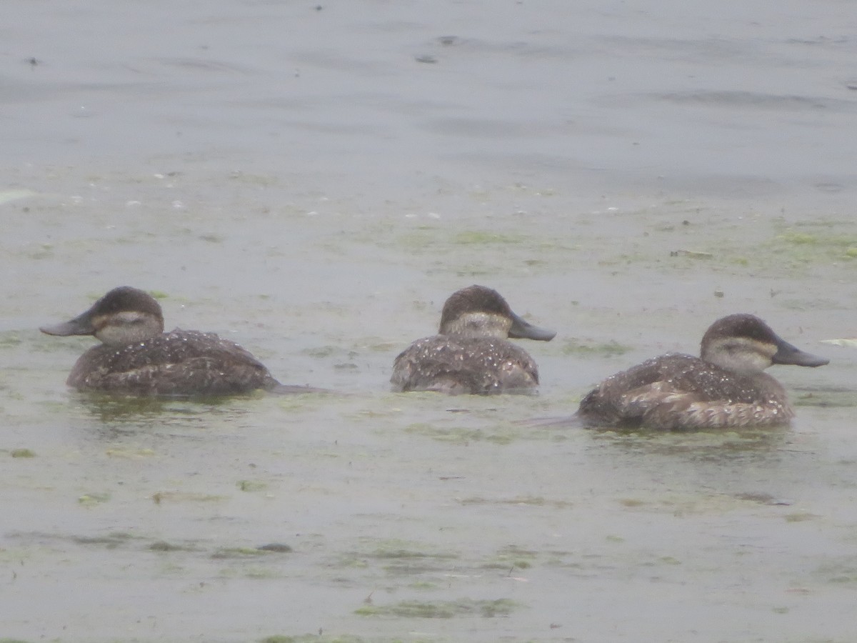 Ruddy Duck - ML618777286