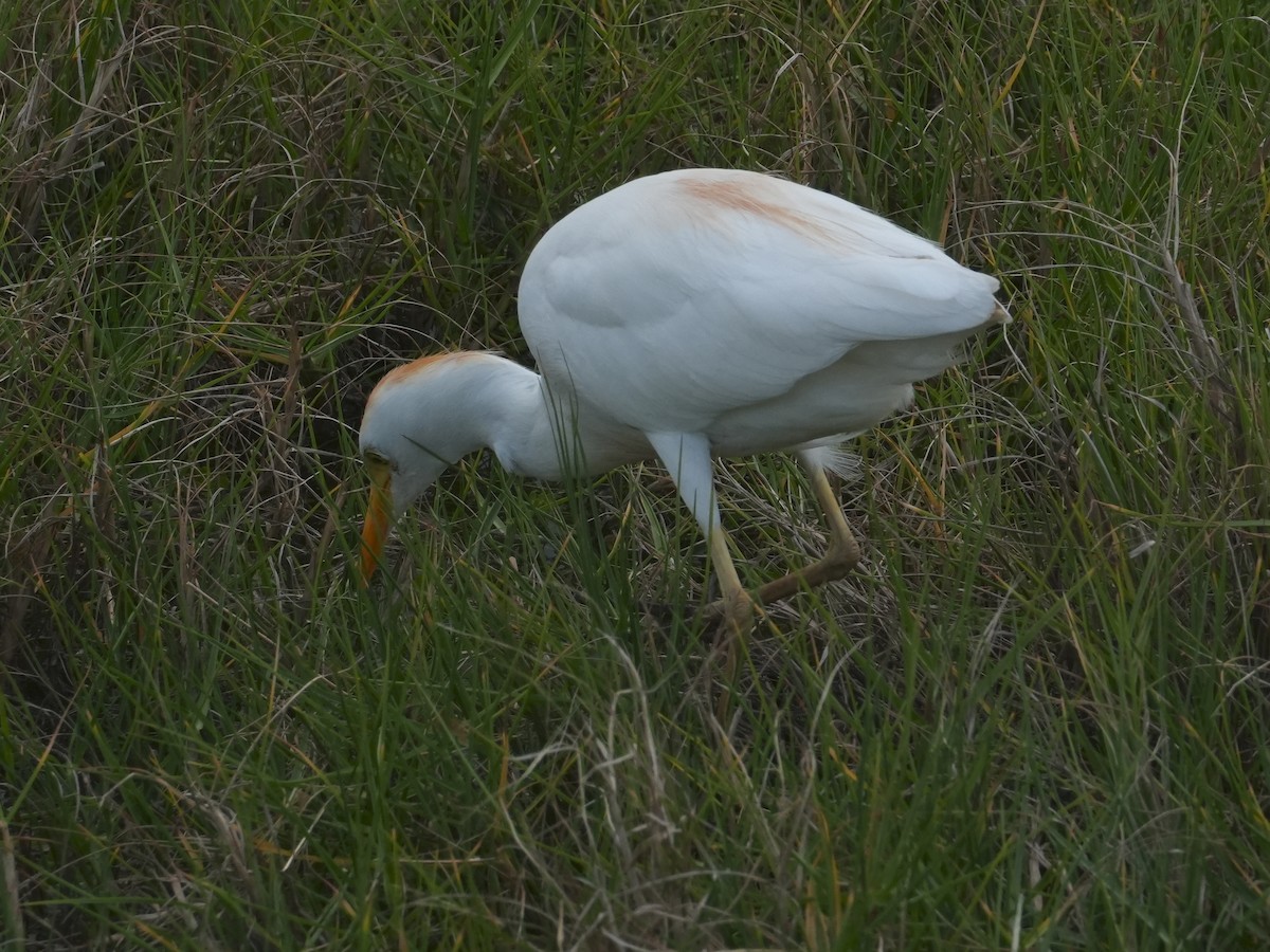 Чапля єгипетська (підвид ibis) - ML618777288