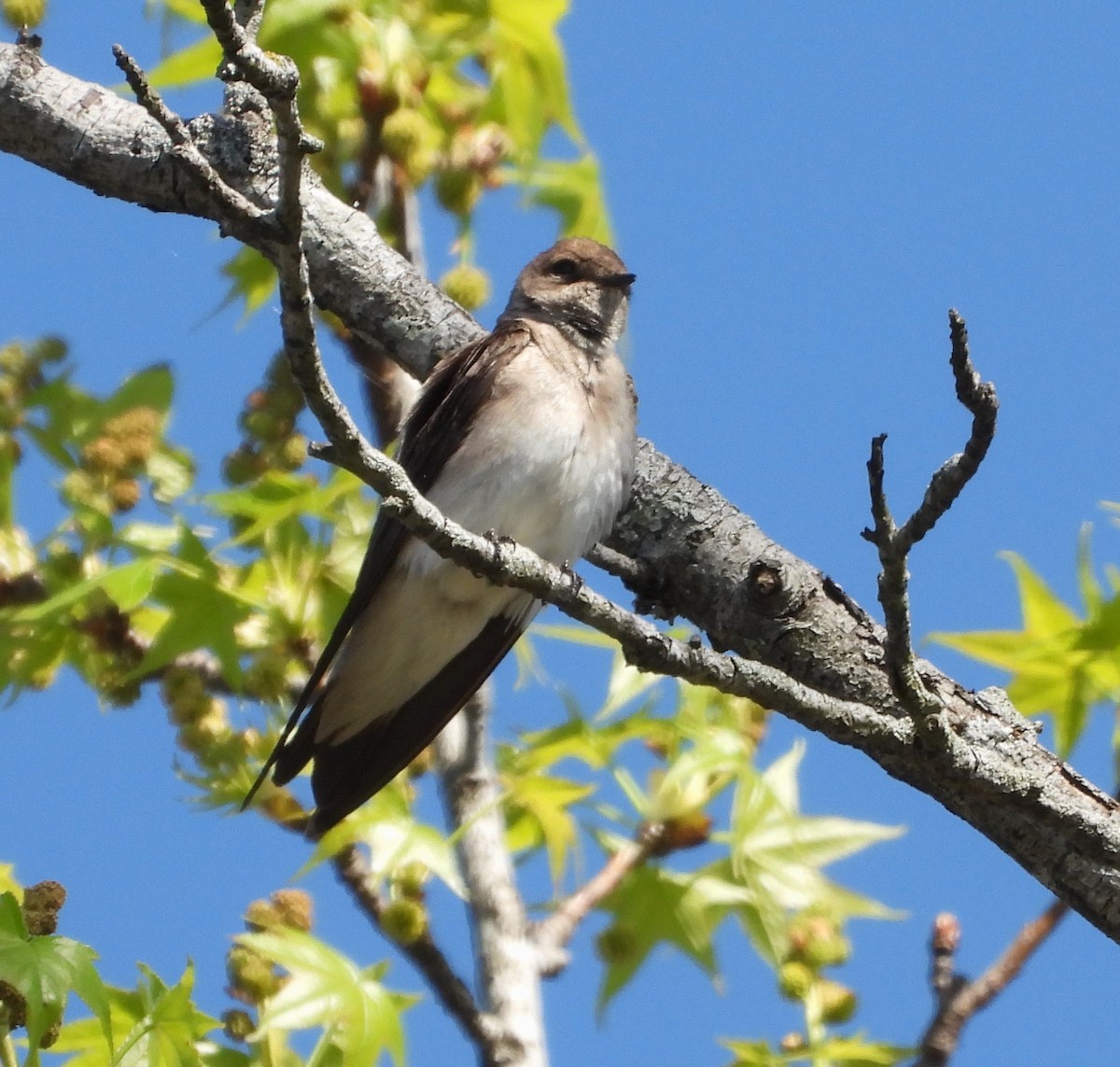 Northern Rough-winged Swallow - ML618777296