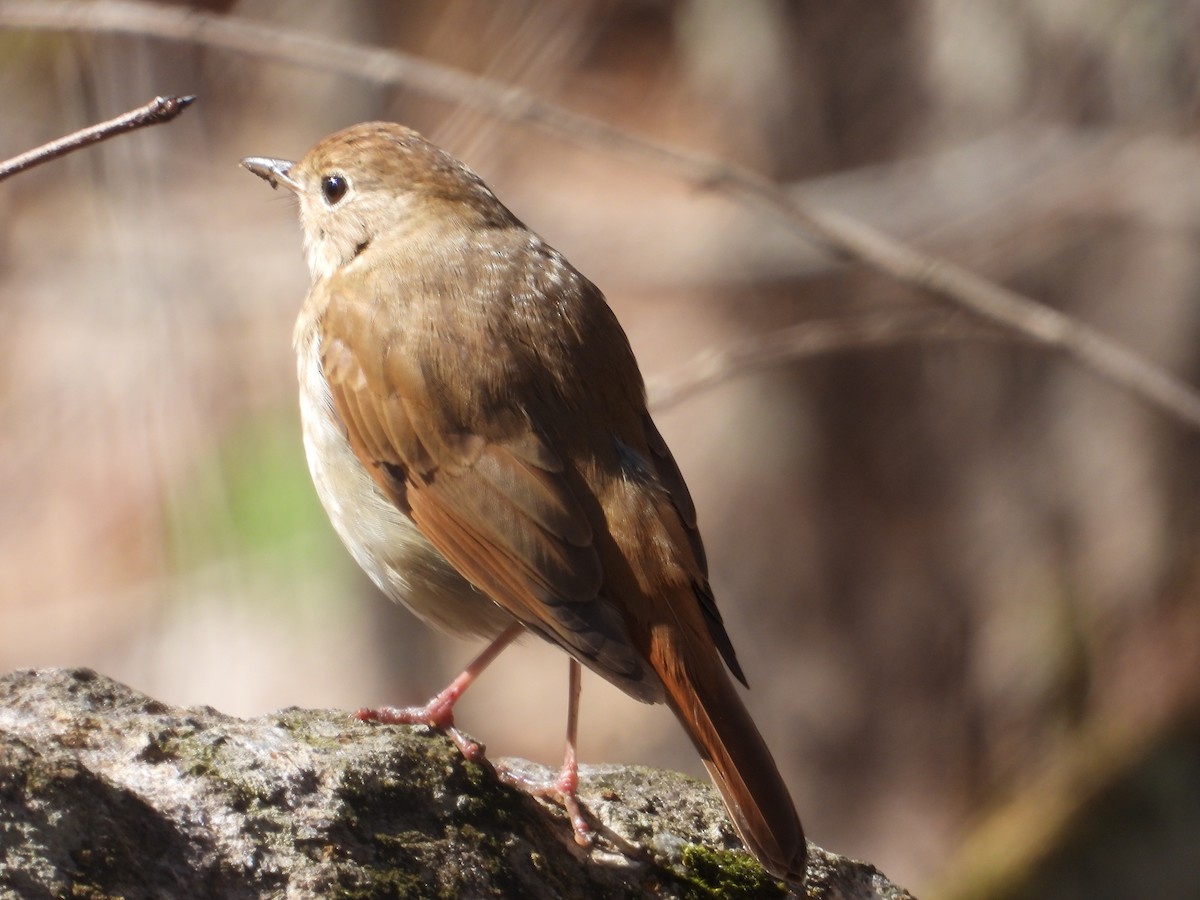 Hermit Thrush - ML618777297