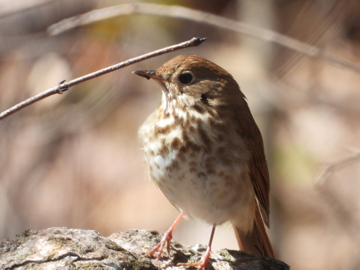 Hermit Thrush - ML618777298