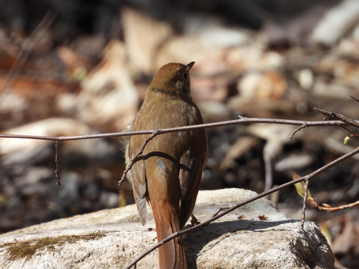 Hermit Thrush - ML618777299