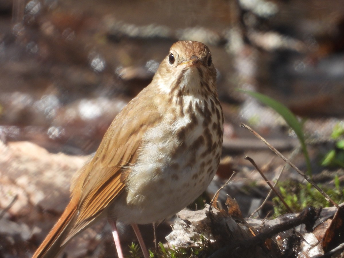 Hermit Thrush - ML618777300