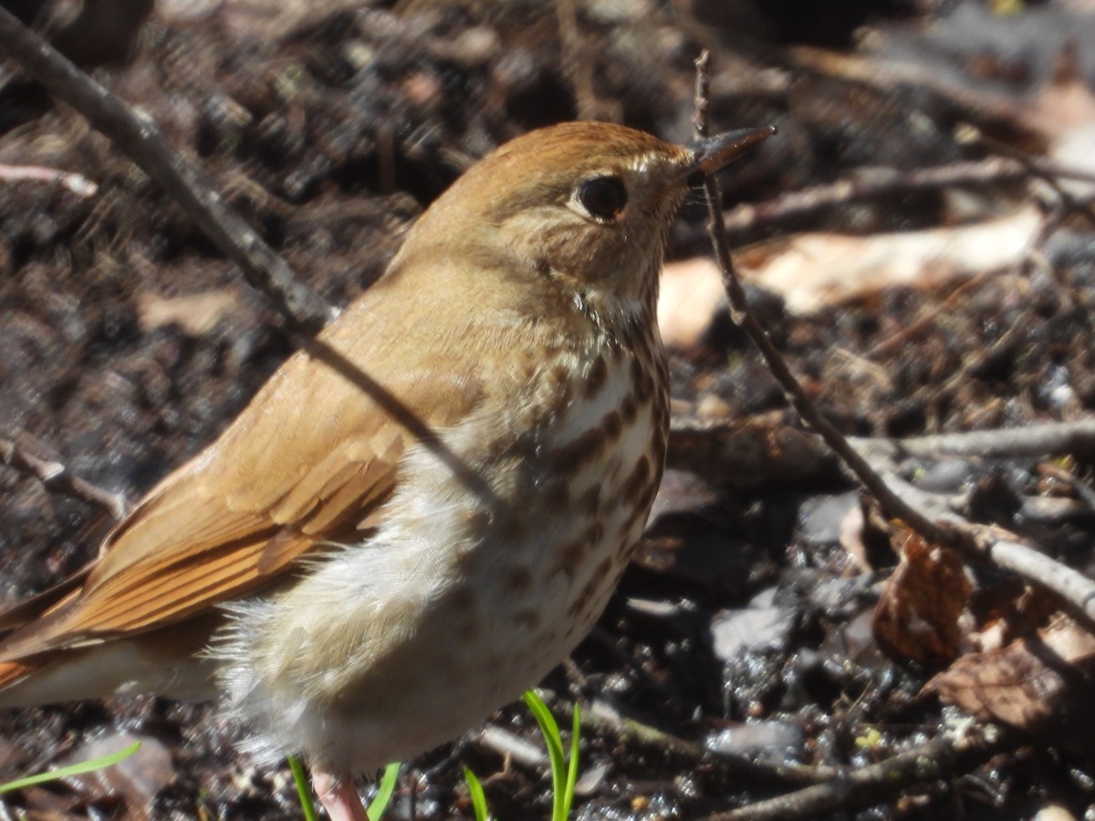 Hermit Thrush - ML618777301