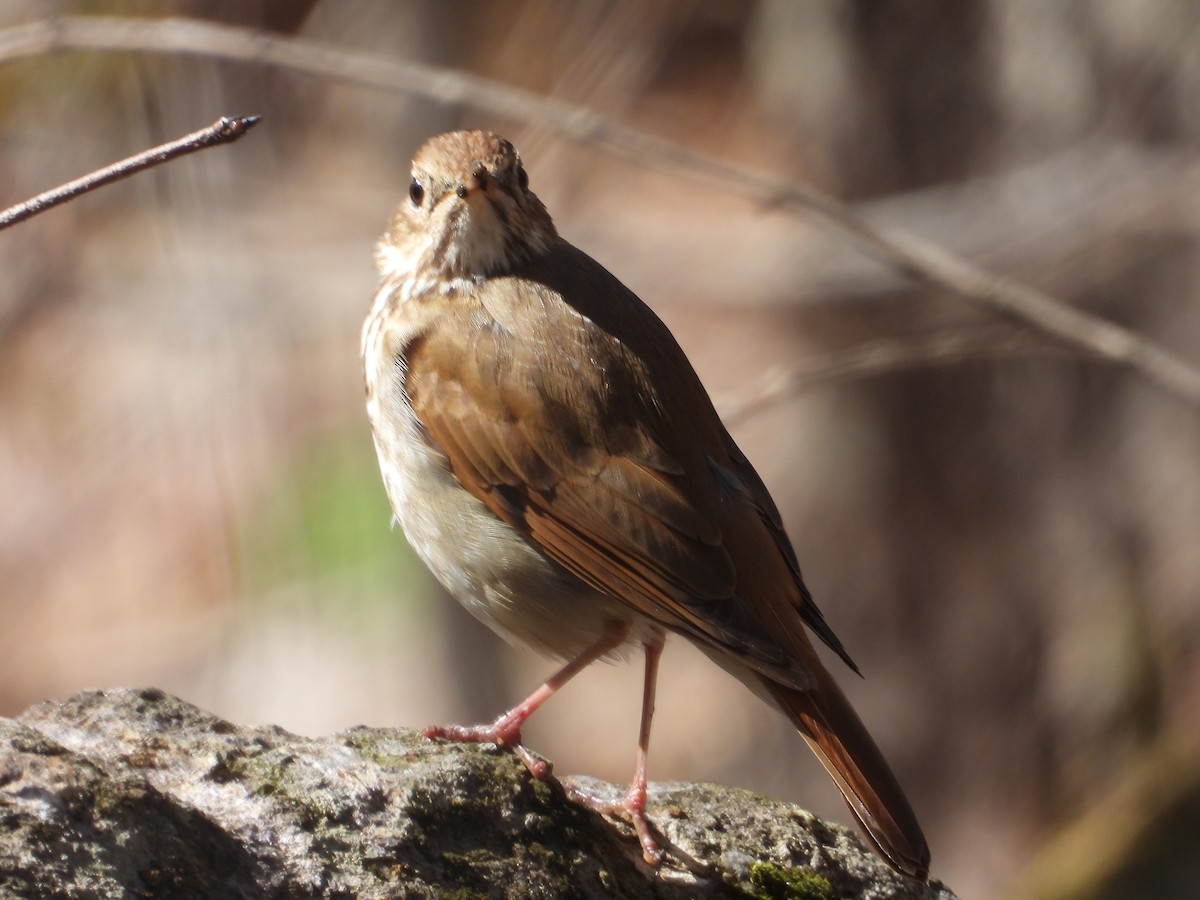 Hermit Thrush - ML618777302