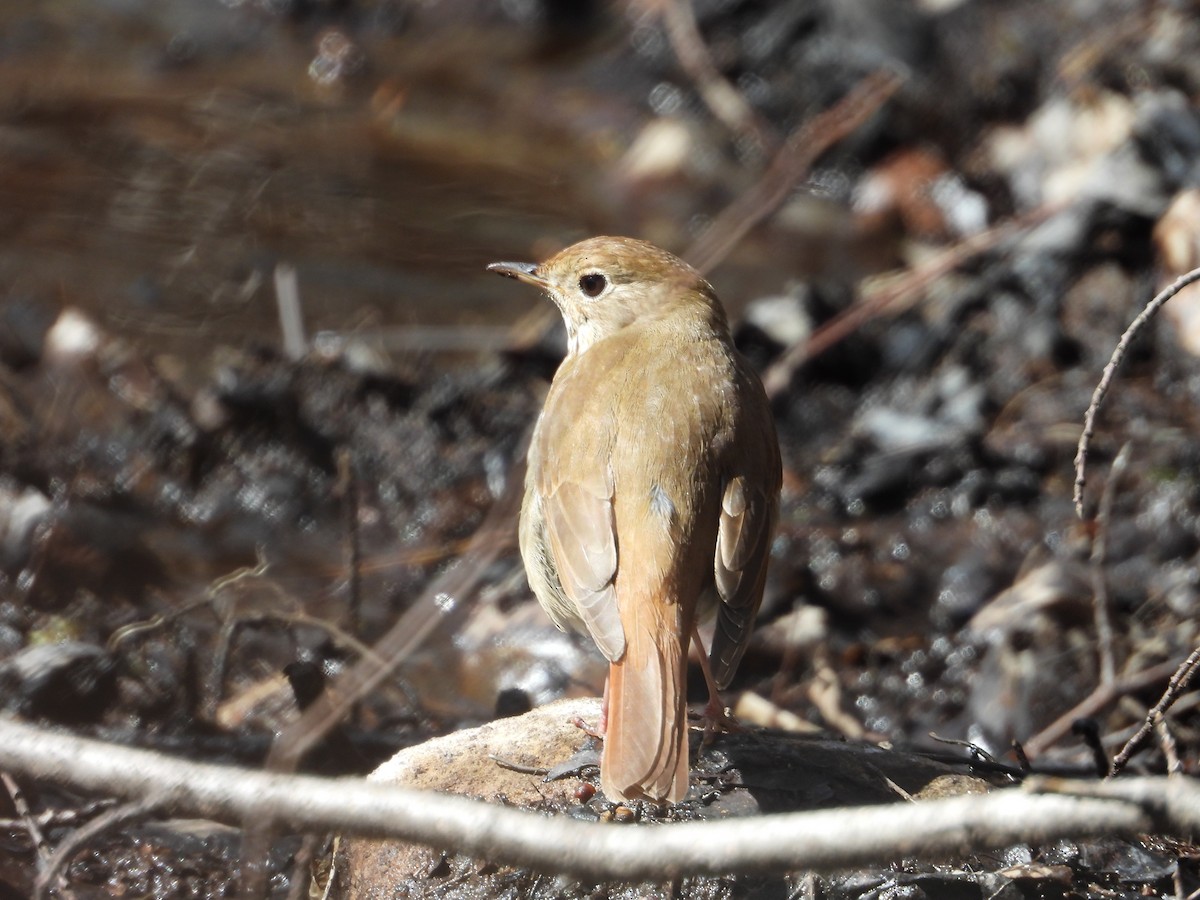 Hermit Thrush - ML618777303