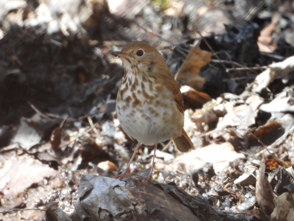 Hermit Thrush - ML618777304