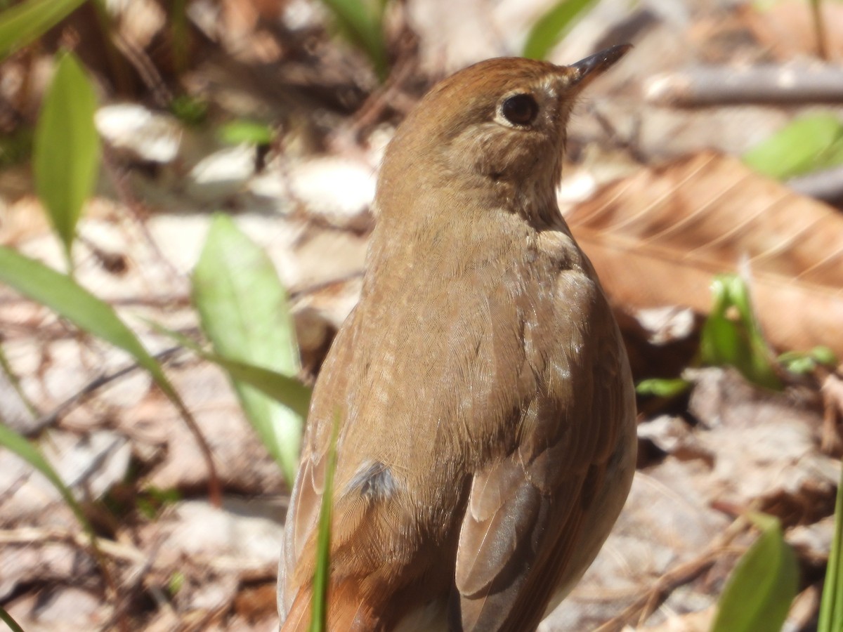 Hermit Thrush - ML618777305