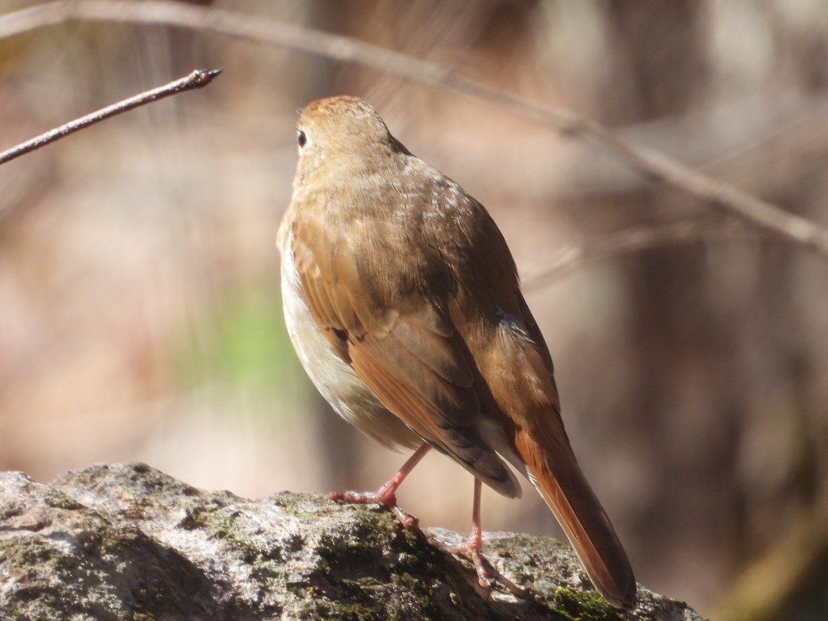 Hermit Thrush - Denis Provencher COHL