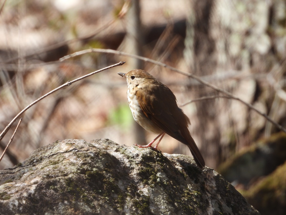 Hermit Thrush - ML618777307