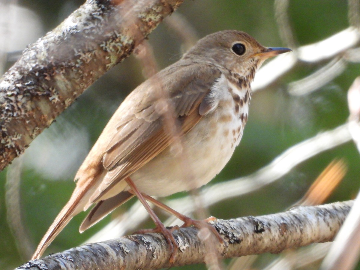 Hermit Thrush - ML618777308