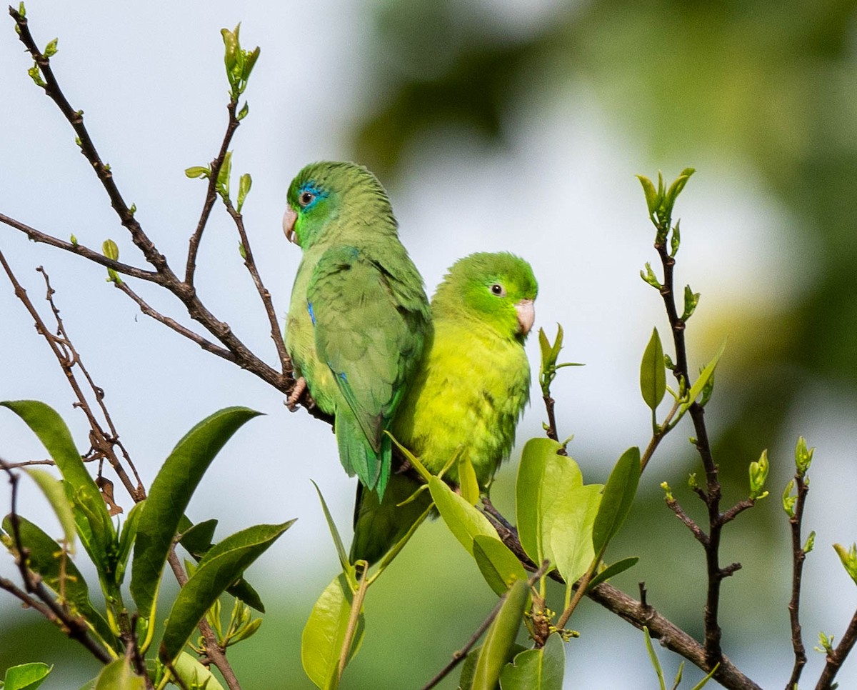 Spectacled Parrotlet - ML618777310