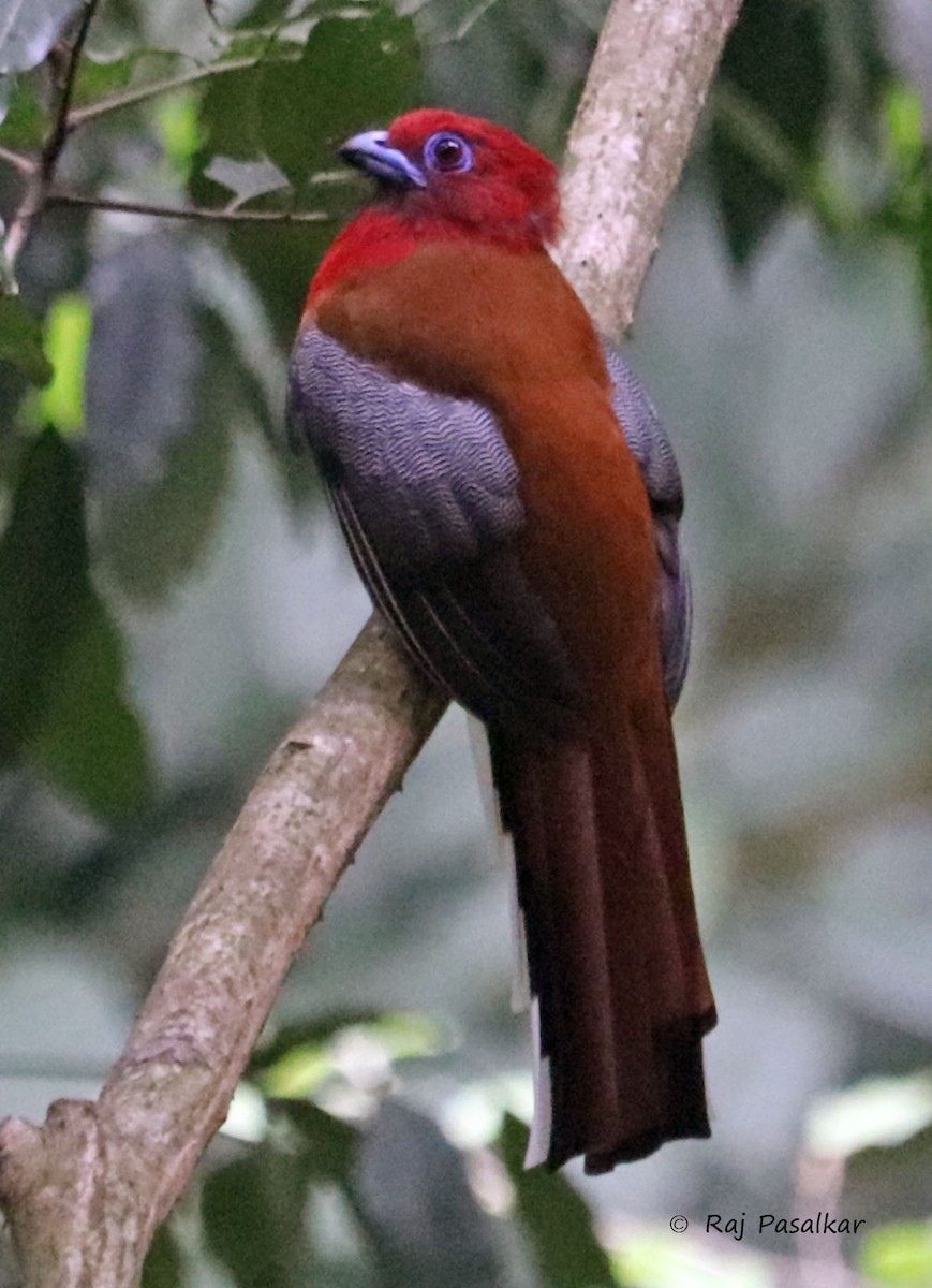 Red-headed Trogon - Raju Pasalkar