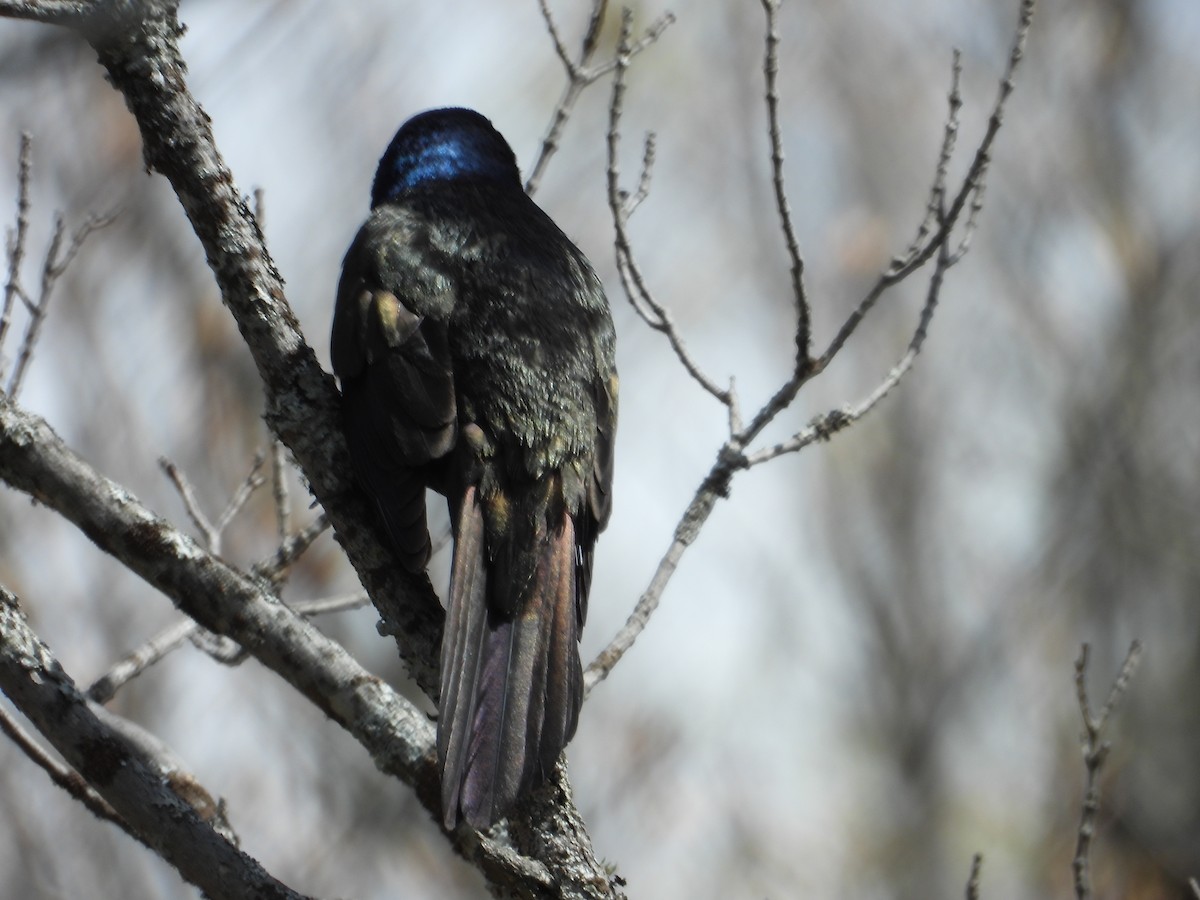 Common Grackle - ML618777328