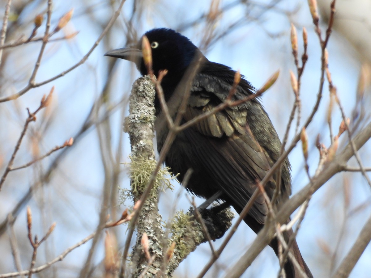 Common Grackle - Denis Provencher COHL