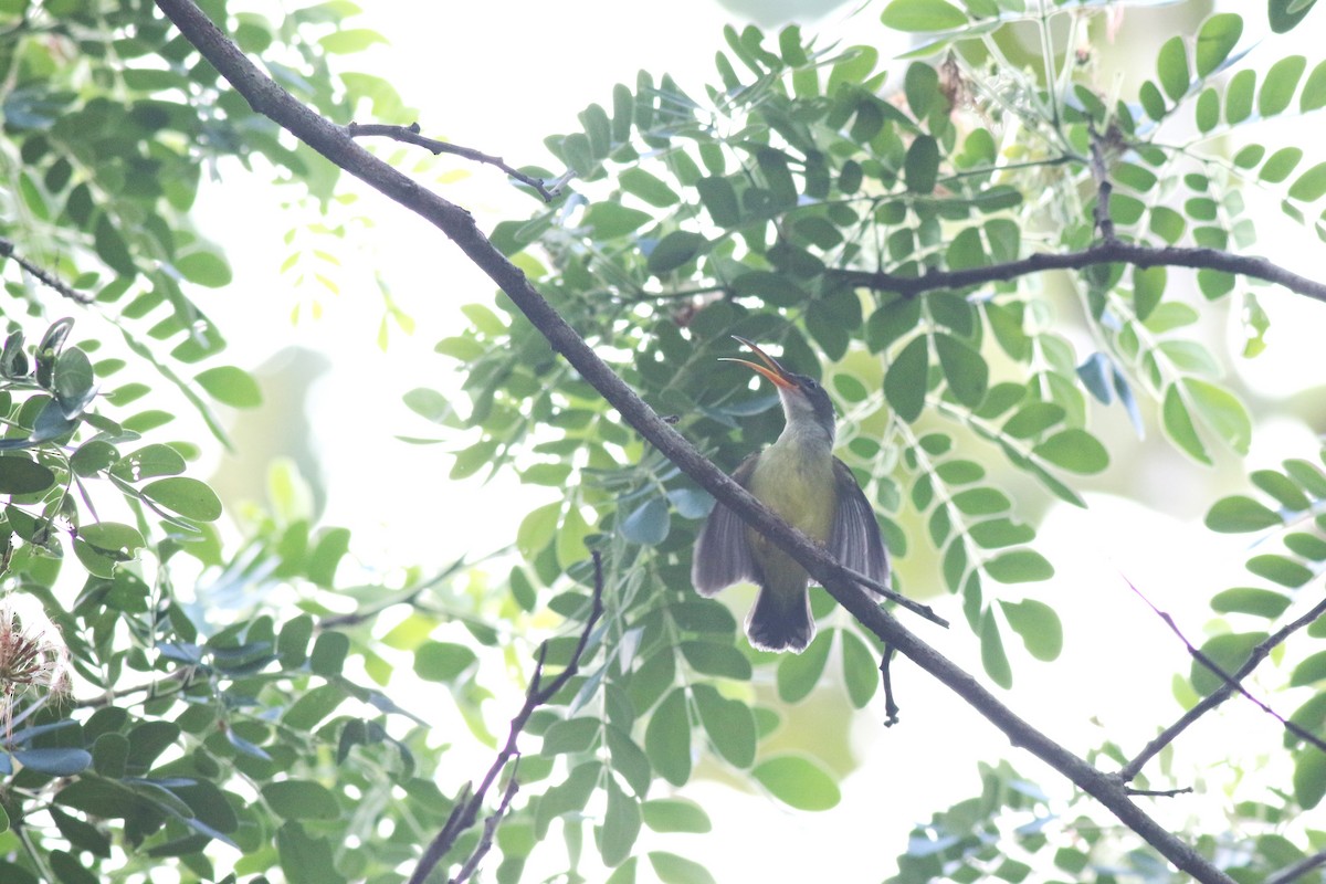 Little Spiderhunter - Yousif Attia