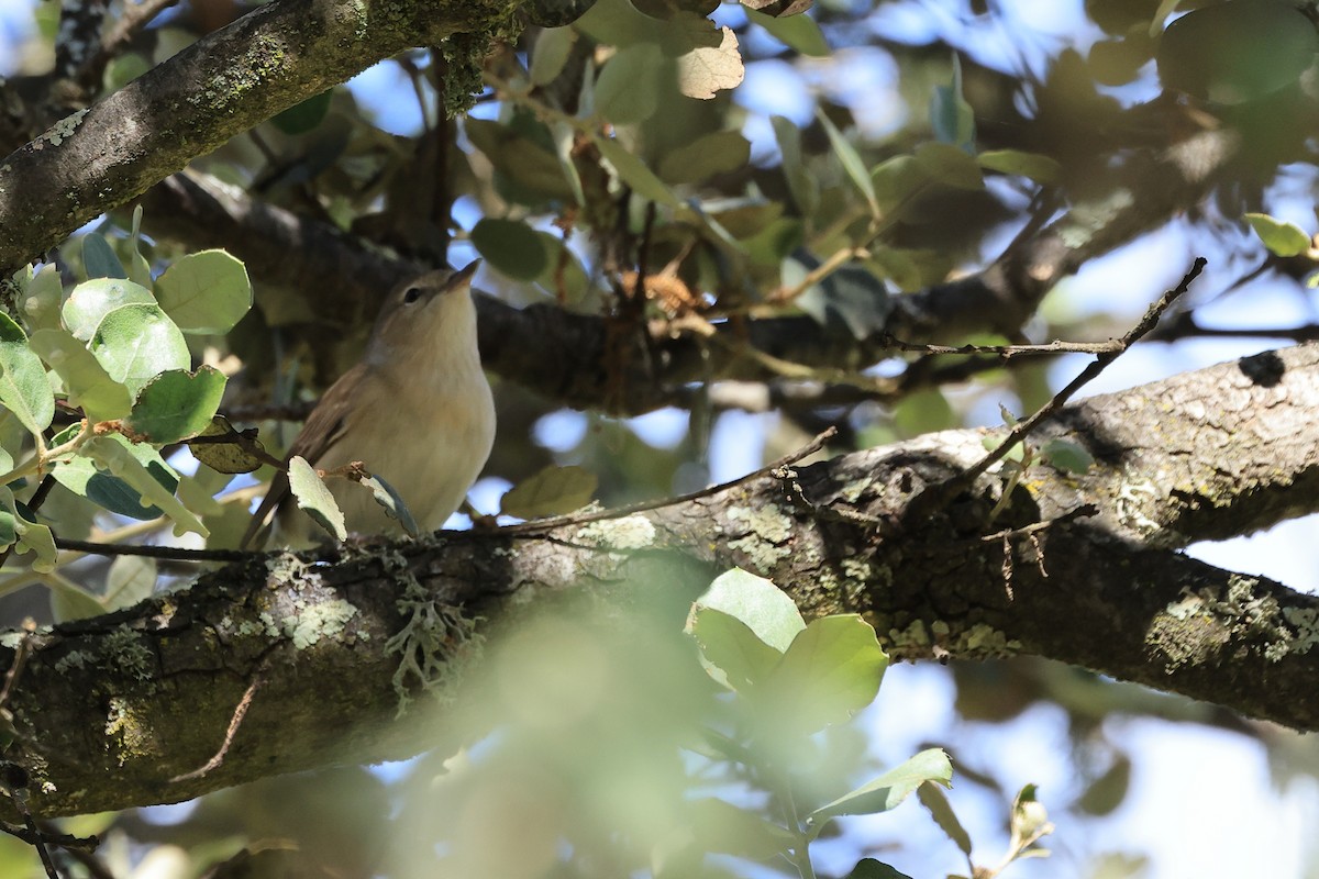 Garden Warbler - Paul (Mac) Smith   🦅