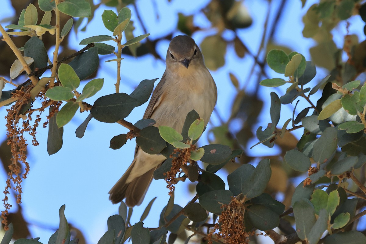 Garden Warbler - Paul (Mac) Smith   🦅