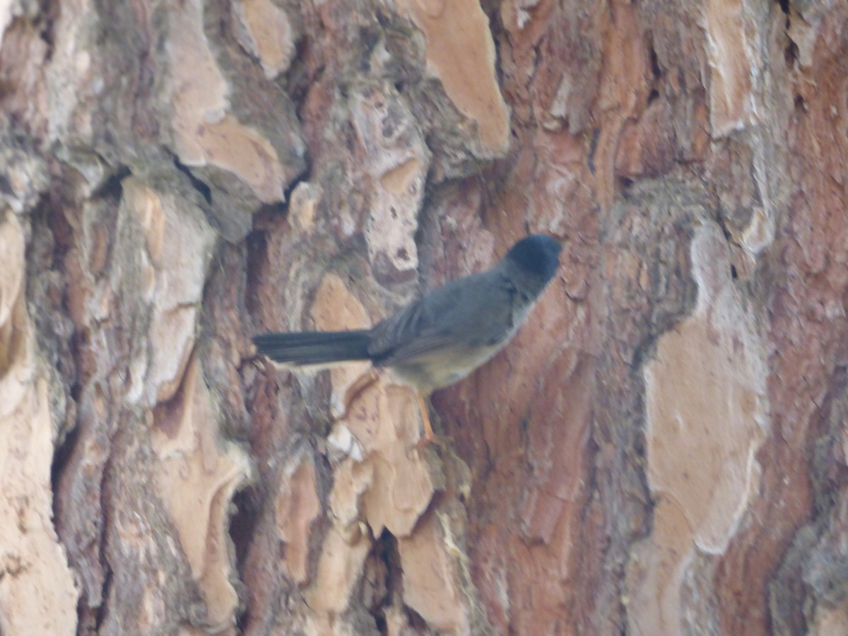 Sardinian Warbler - ML618777369