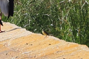 Western Yellow Wagtail - Paul (Mac) Smith   🦅