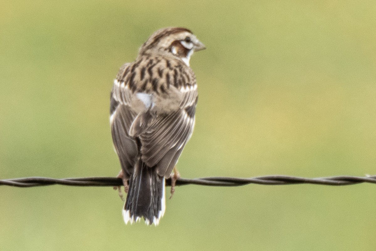 Lark Sparrow - Dale Bargmann