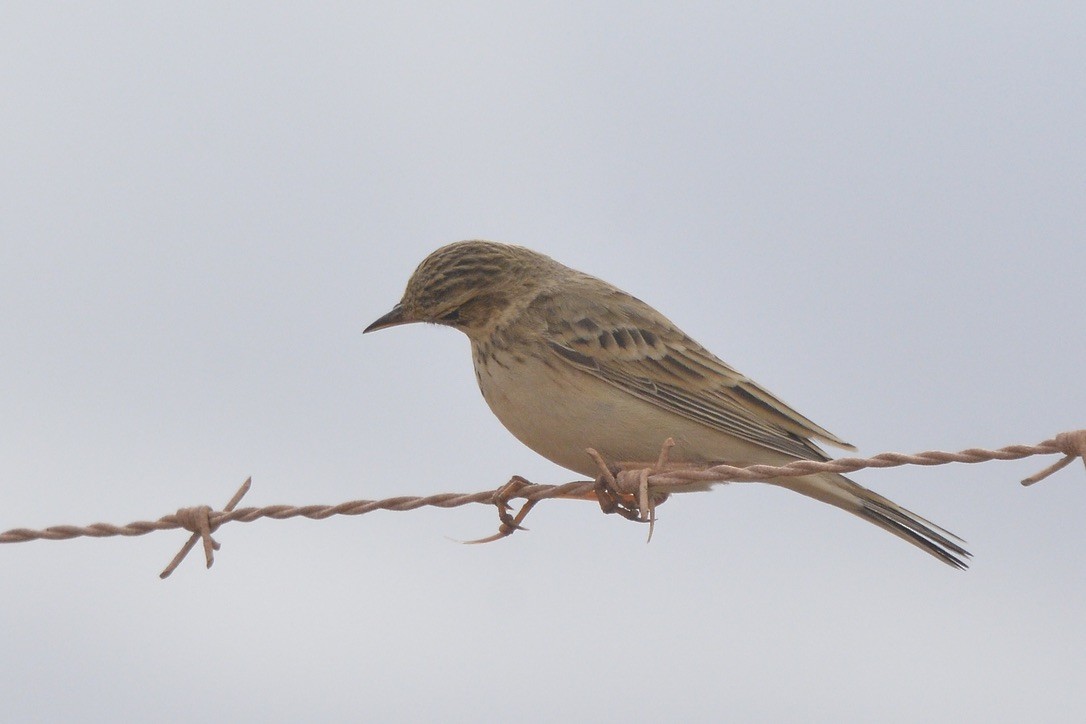 African Pipit - Sarel Snyman