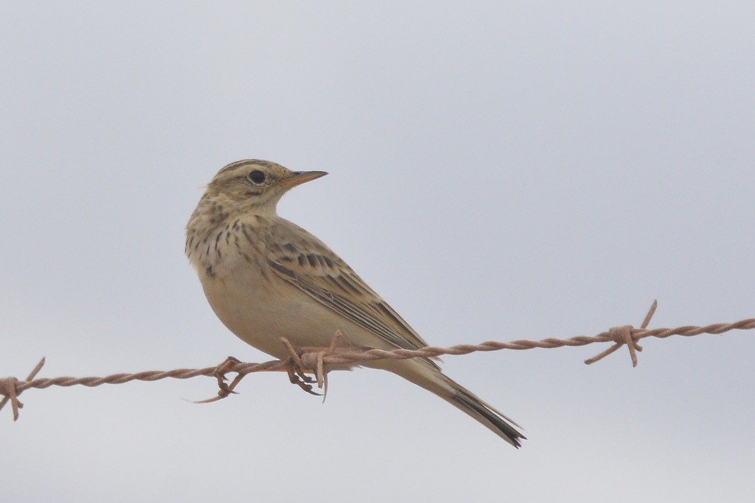 African Pipit - Sarel Snyman