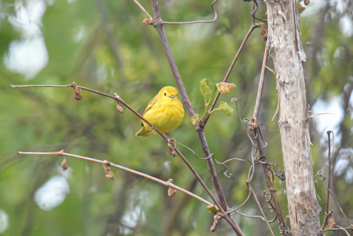 Yellow Warbler - Bert Filemyr