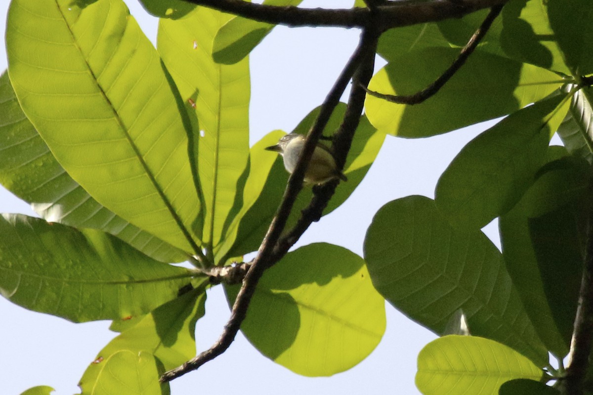 Black-capped Pygmy-Tyrant - Geert Bouke Kortleve