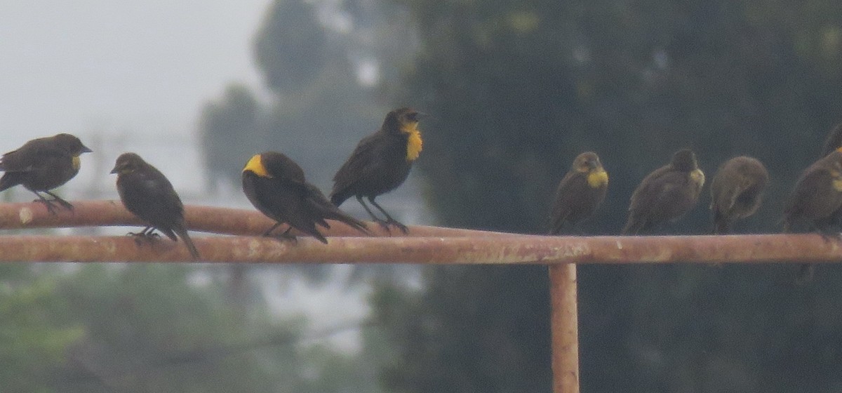 Yellow-headed Blackbird - Richard  Barth