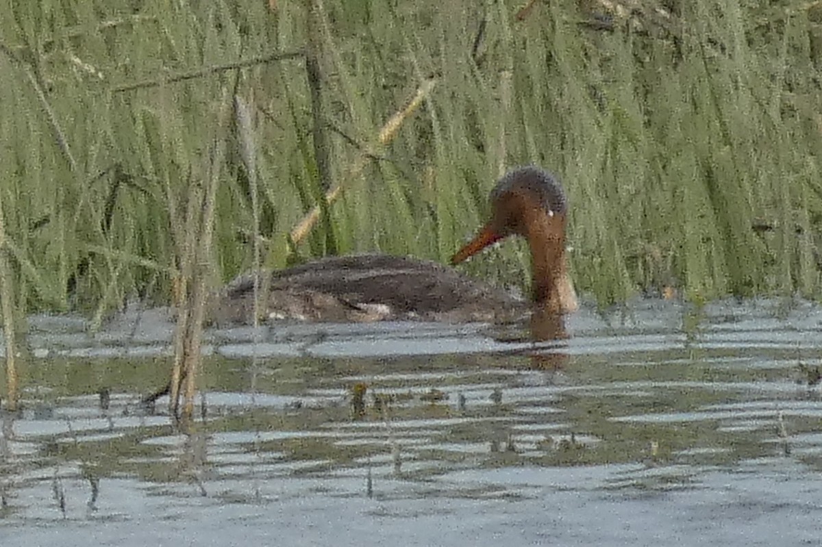 Red-breasted Merganser - Anonymous