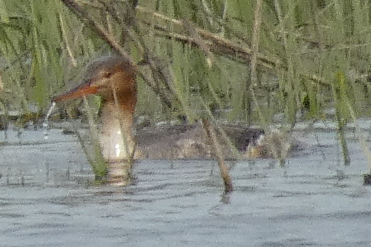 Red-breasted Merganser - Anonymous