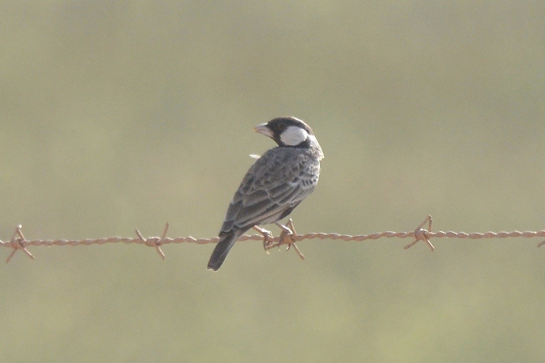 Terrera Dorsigrís - ML618777398