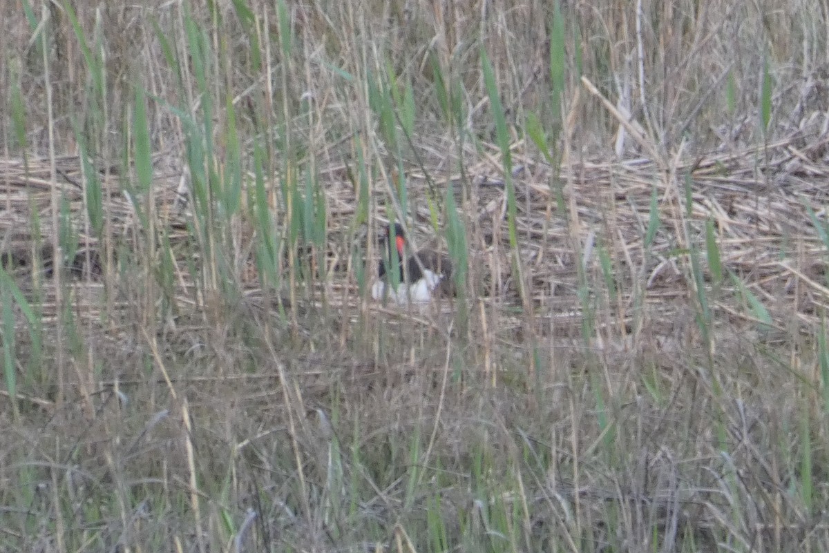 American Oystercatcher - Anonymous