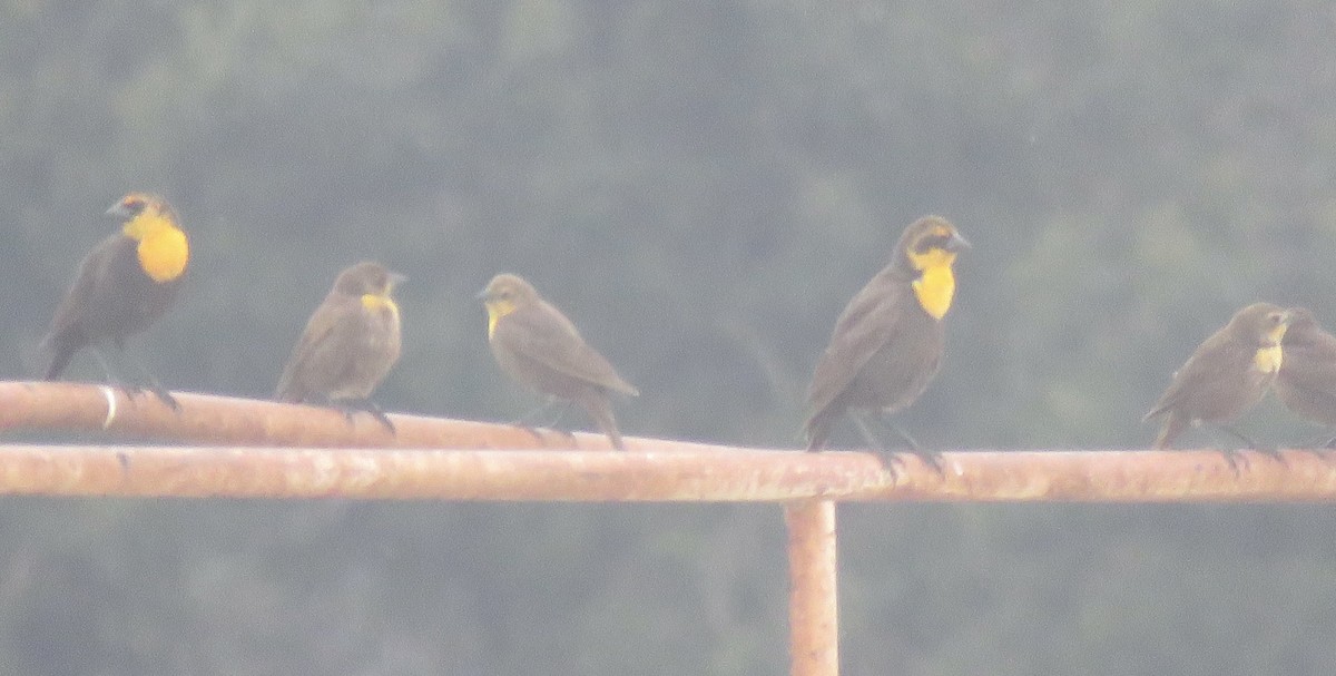 Yellow-headed Blackbird - Richard  Barth