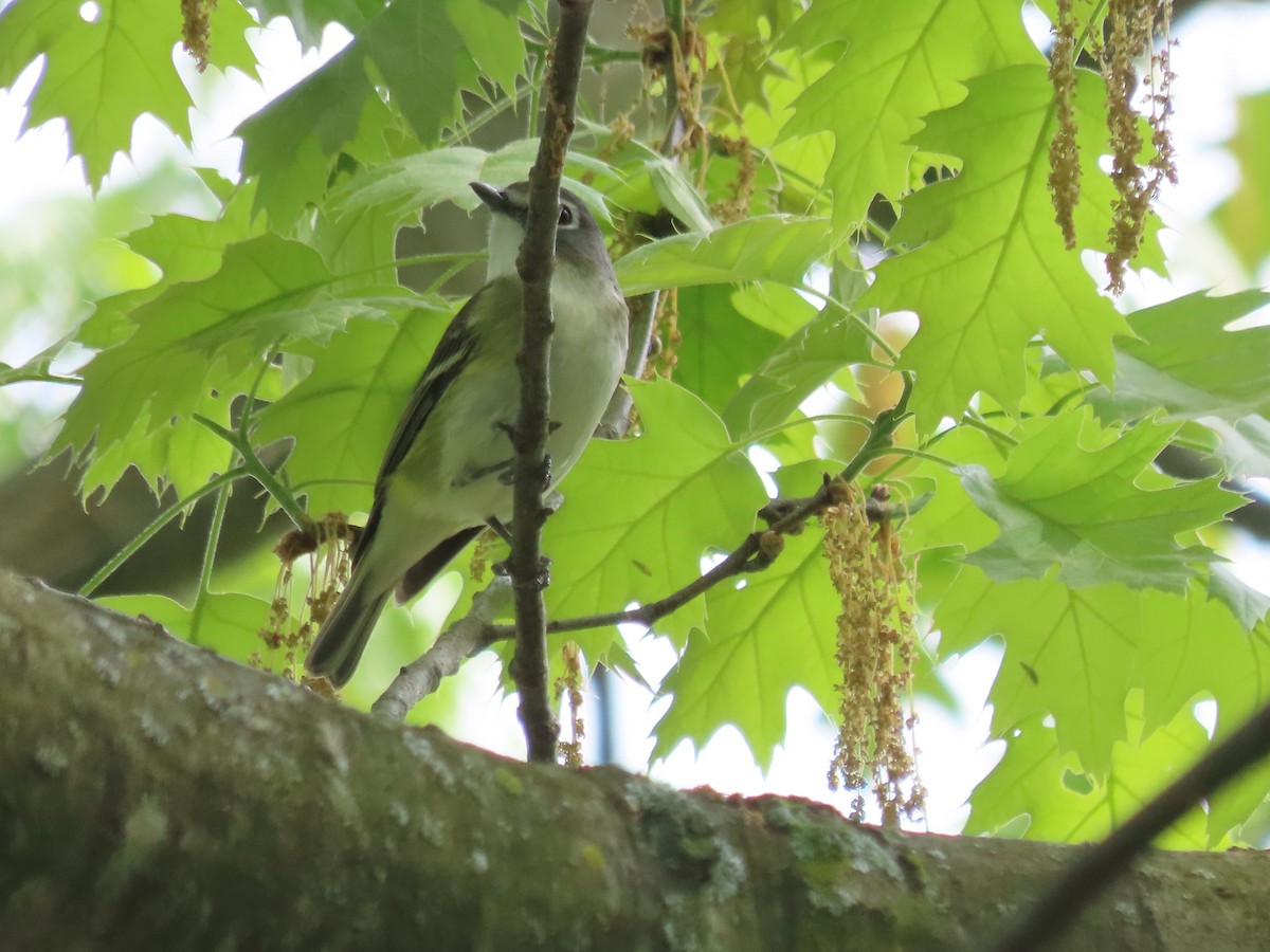 Blue-headed Vireo - Kim Springer