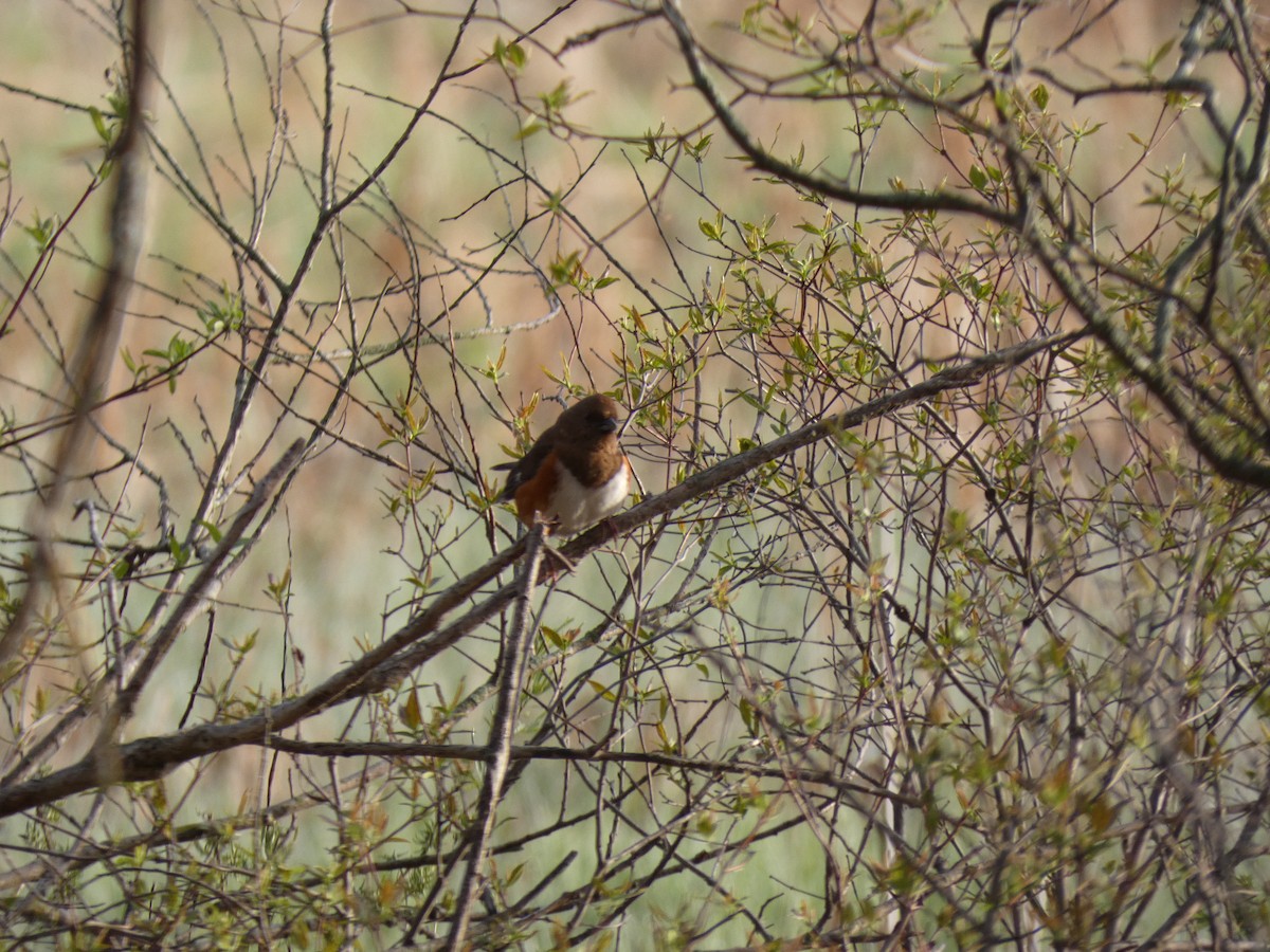 Eastern Towhee - Leslie Andrich