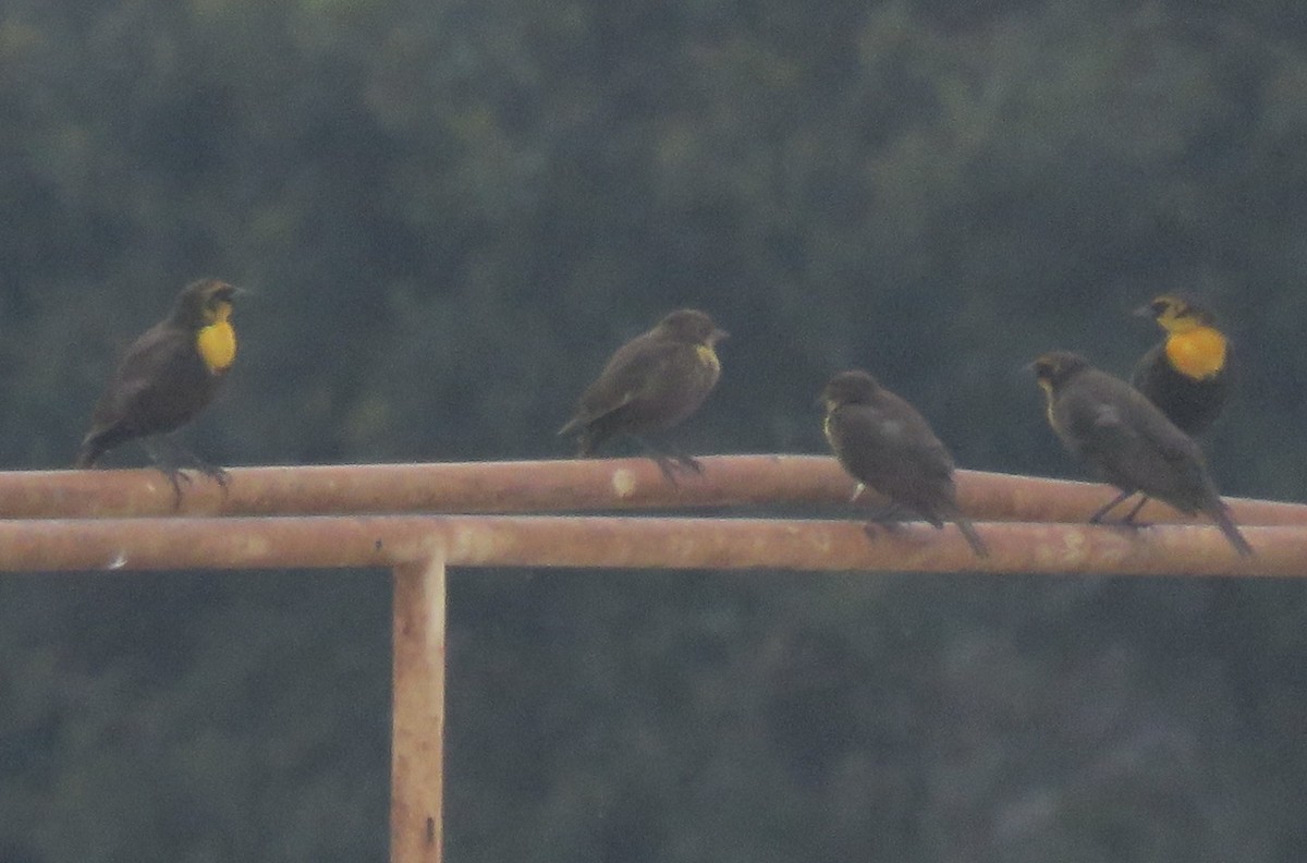 Yellow-headed Blackbird - Richard  Barth