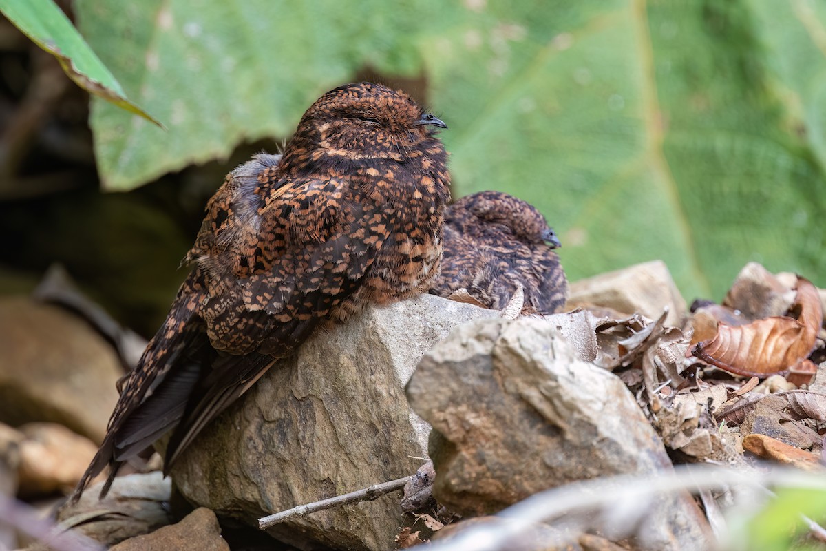 Swallow-tailed Nightjar - Chris Venetz | Ornis Birding Expeditions